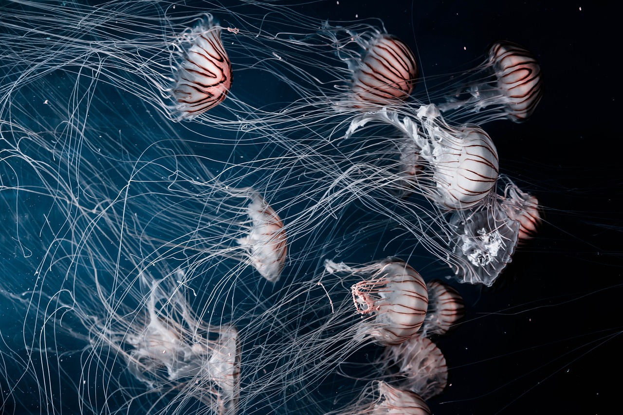Blue ocean : comment créer un marché sans concurrence explorez le concept de blue ocean, une stratégie innovante pour créer de nouveaux marchés et éviter la concurrence féroce.